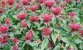red Garden Flowers Bee Balm, Wild Bergamot, Monarda Photo, cultivation and description, characteristics and growing