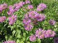 lilac Garden Flowers Bee Balm, Wild Bergamot, Monarda Photo, cultivation and description, characteristics and growing