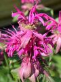 pink Garden Flowers Bee Balm, Wild Bergamot, Monarda Photo, cultivation and description, characteristics and growing