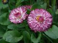 burgundy Garden Flowers Bellis daisy, English Daisy, Lawn Daisy, Bruisewort, Bellis perennis Photo, cultivation and description, characteristics and growing