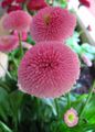 ροζ Λουλούδια κήπου Bellis Μαργαρίτα, Αγγλικά Μαργαρίτα, Μαργαρίτα Γκαζόν, Bruisewort, Bellis perennis φωτογραφία, καλλιέργεια και περιγραφή, χαρακτηριστικά και φυτοκομεία