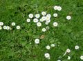 λευκό Λουλούδια κήπου Bellis Μαργαρίτα, Αγγλικά Μαργαρίτα, Μαργαρίτα Γκαζόν, Bruisewort, Bellis perennis φωτογραφία, καλλιέργεια και περιγραφή, χαρακτηριστικά και φυτοκομεία