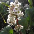branco Flores do Jardim Bergenia foto, cultivo e descrição, características e crescente