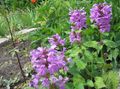 紫丁香 园林花卉 Betonica玉兰, Betonica grandiflora 照, 养殖 和 描述, 特点 和 成长