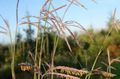green Garden Flowers Big Bluestem, Turkeyfoot, Andropogon Photo, cultivation and description, characteristics and growing