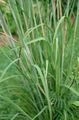 green Garden Flowers Big Bluestem, Turkeyfoot, Andropogon Photo, cultivation and description, characteristics and growing