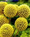 κίτρινος Λουλούδια κήπου Κουμπιά Billy, Craspedia φωτογραφία, καλλιέργεια και περιγραφή, χαρακτηριστικά και φυτοκομεία