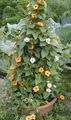 oranžs Dārza Ziedi Black Eye Susan, Thunbergia alata Foto, audzēšana un apraksts, raksturlielumi un augošs