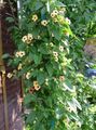 dzeltens Dārza Ziedi Black Eye Susan, Thunbergia alata Foto, audzēšana un apraksts, raksturlielumi un augošs