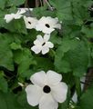 balts Dārza Ziedi Black Eye Susan, Thunbergia alata Foto, audzēšana un apraksts, raksturlielumi un augošs