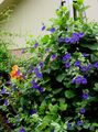 zils Dārza Ziedi Black Eye Susan, Thunbergia alata Foto, audzēšana un apraksts, raksturlielumi un augošs