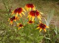 orange Black-eyed Susan, Eastern Coneflower, Orange Coneflower, Showy Coneflower, Rudbeckia Photo, cultivation and description, characteristics and growing
