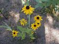 žlutý Zahradní květiny Black-Eyed Susan, Východní Třapatka, Oranžová Třapatka, Efektní Třapatka, Rudbeckia fotografie, kultivace a popis, charakteristiky a pěstování