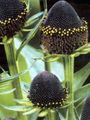 foto Black-Eyed Susan, Echinacea Orientale, Arancio Echinacea, Echinacea Appariscente descrizione, caratteristiche e la coltivazione