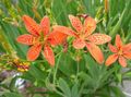 orange Garden Flowers Blackberry Lily, Leopard Lily, Belamcanda chinensis Photo, cultivation and description, characteristics and growing