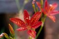 red Garden Flowers Blackberry Lily, Leopard Lily, Belamcanda chinensis Photo, cultivation and description, characteristics and growing