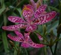 lilac Garden Flowers Blackberry Lily, Leopard Lily, Belamcanda chinensis Photo, cultivation and description, characteristics and growing