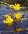 gul Have Blomster Blærerod, Utricularia vulgaris Foto, dyrkning og beskrivelse, egenskaber og voksende