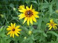 κίτρινος Λουλούδια κήπου Κουβέρτα Λουλούδι, Gaillardia φωτογραφία, καλλιέργεια και περιγραφή, χαρακτηριστικά και φυτοκομεία