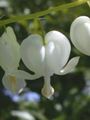 balts Dārza Ziedi Asiņošana Sirds, Dicentra, Dicentra spectabilis Foto, audzēšana un apraksts, raksturlielumi un augošs
