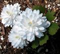 white Garden Flowers Bloodroot, Red Puccoon, Sanguinaria Photo, cultivation and description, characteristics and growing