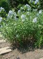 gaiši zils Dārza Ziedi Blue Dogbane, Amsonia tabernaemontana Foto, audzēšana un apraksts, raksturlielumi un augošs
