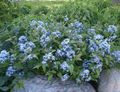 lyseblå Have Blomster Blå Dogbane, Amsonia tabernaemontana Foto, dyrkning og beskrivelse, egenskaber og voksende