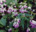 рожевий Садові Квіти Коллінс, Collinsia Фото, вирощування і опис, характеристика і зростаючий