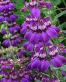 фіолетовий Садові Квіти Коллінс, Collinsia Фото, вирощування і опис, характеристика і зростаючий