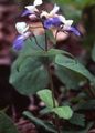 блакитний Садові Квіти Коллінс, Collinsia Фото, вирощування і опис, характеристика і зростаючий