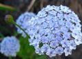 light blue Blue Lace Flower, Rottnest Island Daisy, Didiscus Photo, cultivation and description, characteristics and growing