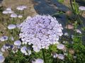 lilac Blue Lace Flower, Rottnest Island Daisy, Didiscus Photo, cultivation and description, characteristics and growing