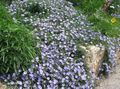 azzurro I fiori da giardino Blu Roccia Convolvolo, Convolvulus sabatius foto, la lavorazione e descrizione, caratteristiche e la coltivazione