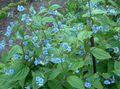 Bilde Blå Stickseed beskrivelse, kjennetegn og voksende