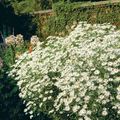 white Garden Flowers Bolton's Aster, White Doll's Daisy, False Aster, False Chamomile, Boltonia asteroides Photo, cultivation and description, characteristics and growing