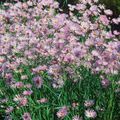lilac Garden Flowers Bolton's Aster, White Doll's Daisy, False Aster, False Chamomile, Boltonia asteroides Photo, cultivation and description, characteristics and growing