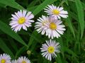pink Garden Flowers Bolton's Aster, White Doll's Daisy, False Aster, False Chamomile, Boltonia asteroides Photo, cultivation and description, characteristics and growing