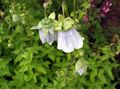 light blue Bonnet Bellflower, Codonopsis Photo, cultivation and description, characteristics and growing