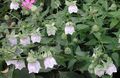 bianco I fiori da giardino Cofano Campanula, Codonopsis foto, la lavorazione e descrizione, caratteristiche e la coltivazione