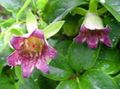 rosa I fiori da giardino Cofano Campanula, Codonopsis foto, la lavorazione e descrizione, caratteristiche e la coltivazione