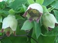 verde I fiori da giardino Cofano Campanula, Codonopsis foto, la lavorazione e descrizione, caratteristiche e la coltivazione