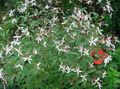 weiß Gartenblumen Bowmans Wurzel, , Gillenia trifoliata Foto, Anbau und Beschreibung, Merkmale und wächst