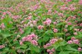 pink Garden Flowers Buckwheat, Fagopyrum esculentum Photo, cultivation and description, characteristics and growing