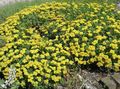 yellow Garden Flowers Buckwheat, Eriogonum Photo, cultivation and description, characteristics and growing