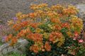 orange Garden Flowers Buckwheat, Eriogonum Photo, cultivation and description, characteristics and growing