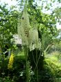 white Garden Flowers Bugbane, Fairy Candles, Cimicifuga, Actaea Photo, cultivation and description, characteristics and growing