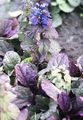 blue Garden Flowers Bugle, Bugleweed, Ajuga Photo, cultivation and description, characteristics and growing