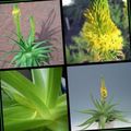 gelb Gartenblumen Bulbine, Bulbinella, Brennen Gelee Pflanze, Gestielt Bulbine, Orange Bulbine Foto, Anbau und Beschreibung, Merkmale und wächst