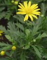 gul Hage blomster Blink, Daisy Bush, Afrikanske Bush-Daisy, Paris Daisy, Golden Daisy Bush, Gamolepis, Euryops chrysanthemoides Bilde, dyrking og beskrivelse, kjennetegn og voksende
