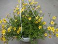 yellow Garden Flowers Bur Marigold, Apache Beggarticks, Bidens Photo, cultivation and description, characteristics and growing